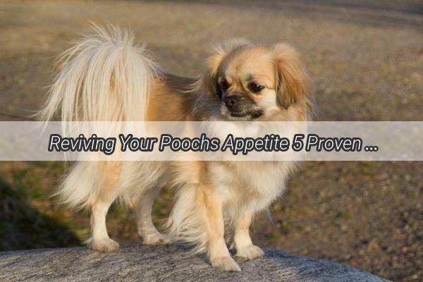 Reviving Your Poochs Appetite 5 Proven Strategies for a Bitten Dogs Lack of Appetite